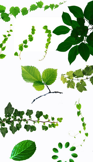 抠图素材绿叶子藤蔓抠图绿色植物抠好的素材