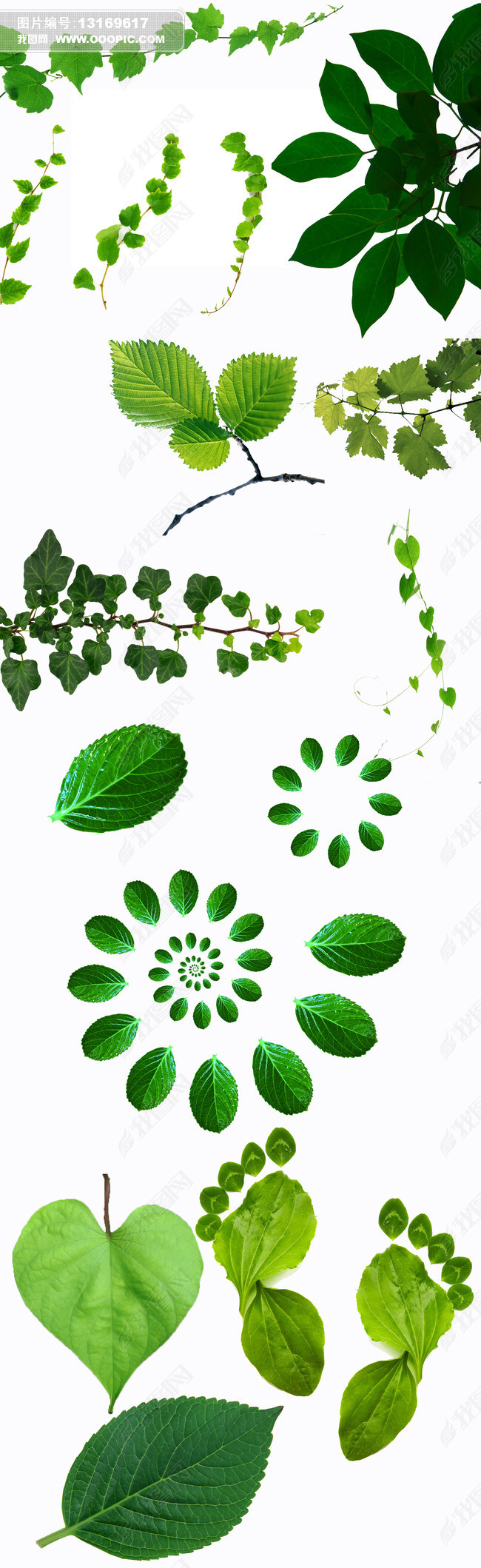 抠图素材绿叶子藤蔓抠图绿色植物抠好的素材