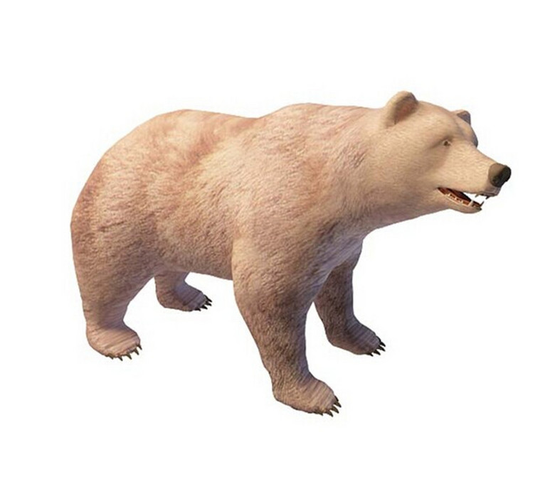 狗熊3d动物模型