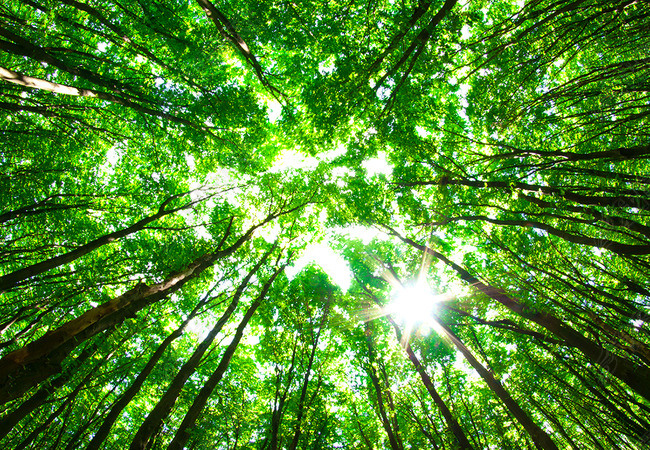 原创高清仰视树林3d地板画图片下载