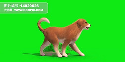小狗侧面走动抠像绿屏视频素材