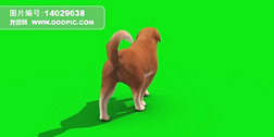 绿屏背影小狗走动抠像视频素材
