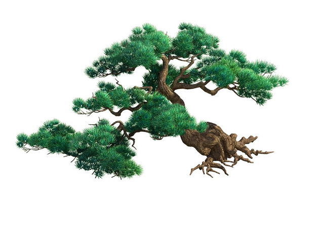 松树05迎客松植物模型
