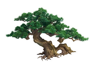 原创万年龄松古松树松树植物模型版权可商用