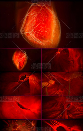 高清3D动画演示人体心脏跳动供血原理视频