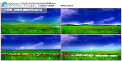蒙古草原牛羊蓝天白云背景视频素材