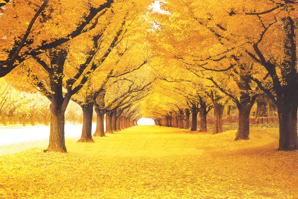 黄金满地枫树枫叶树林5d动画桢幅光栅立体画序列图背景墙