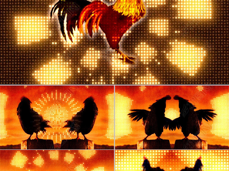 2017鸡年贺岁起舞狂欢小鸡小鸡视频背景