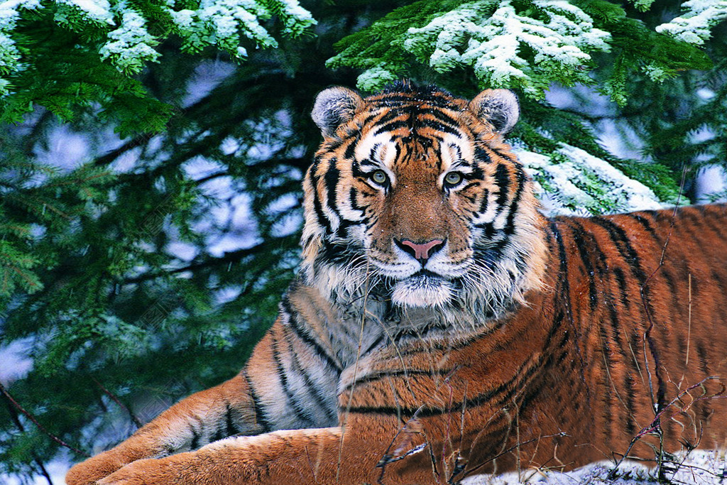 老虎森林5d动画桢幅光栅立体画序列图背景墙无框画