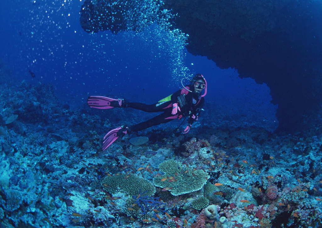 潛水員蛙人海底生物世界海魚圖片