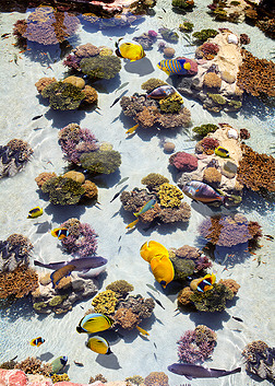 3D地板珊瑚金鱼海底世界