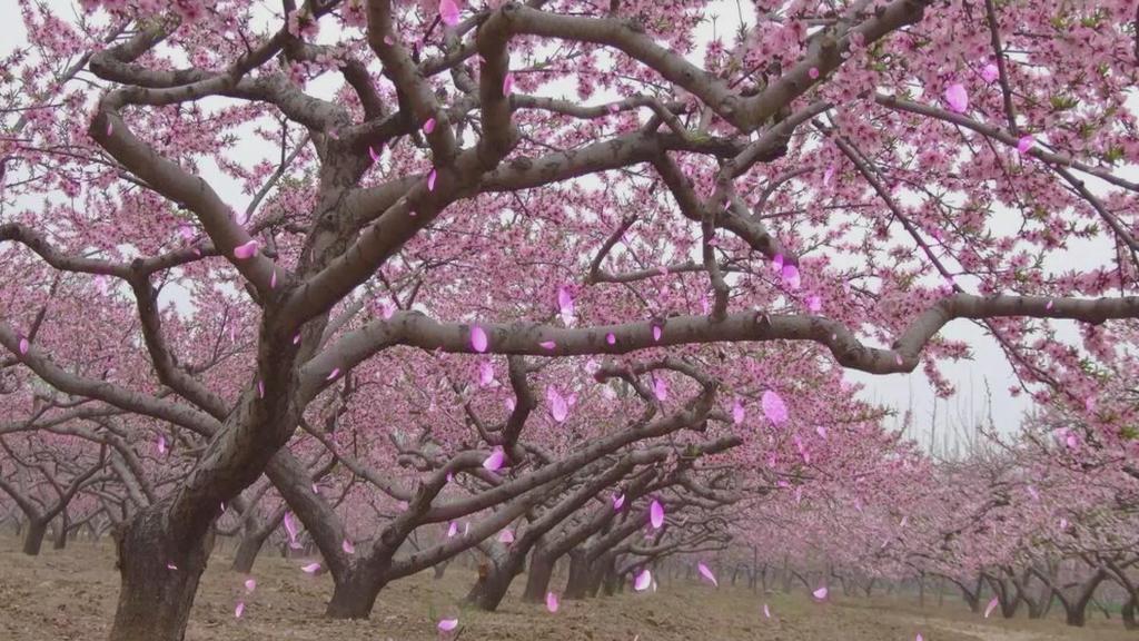 唯美桃花飞舞led视频素材