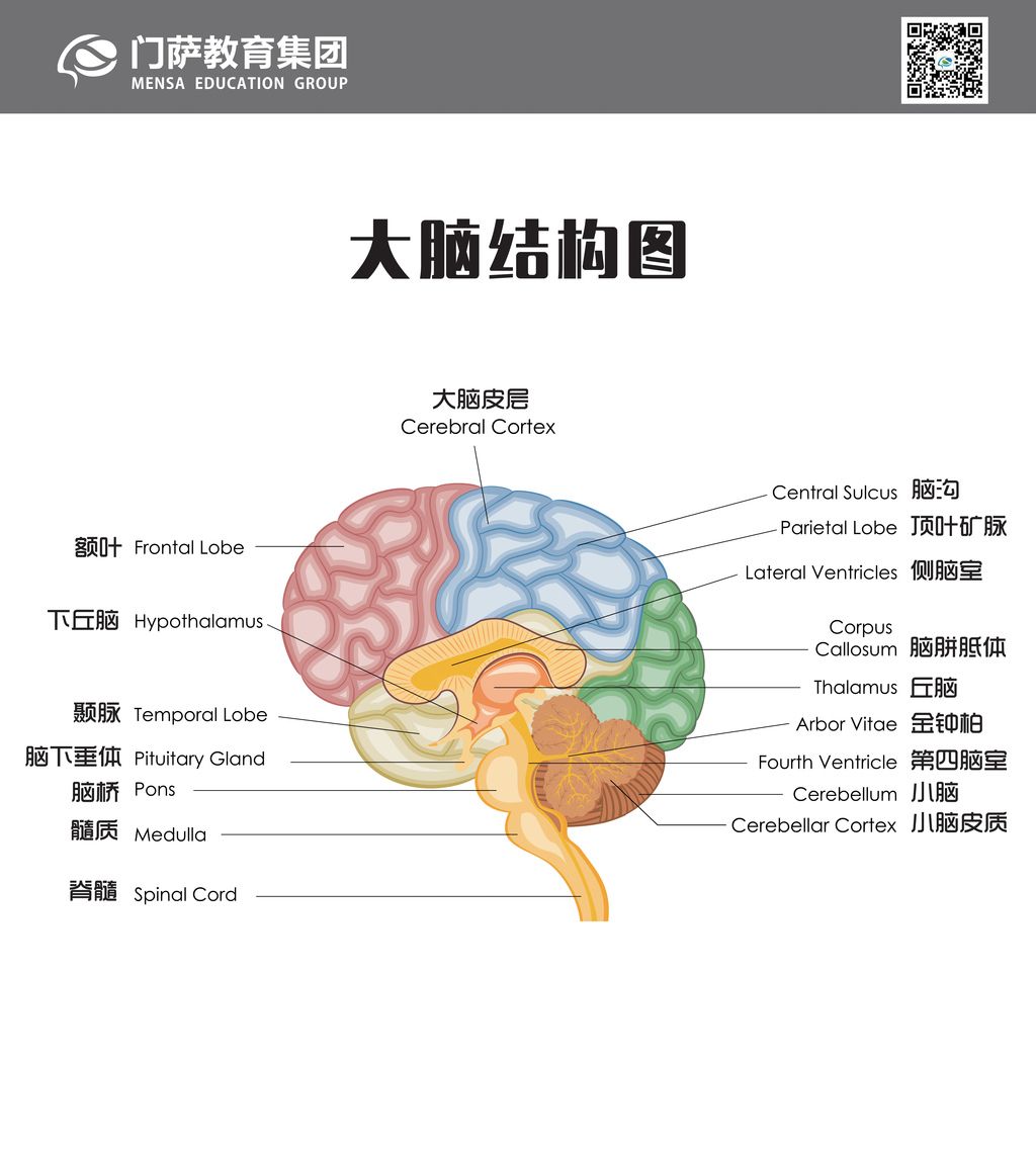 解剖详解丨一文读懂颅骨解剖-美图分享_cm