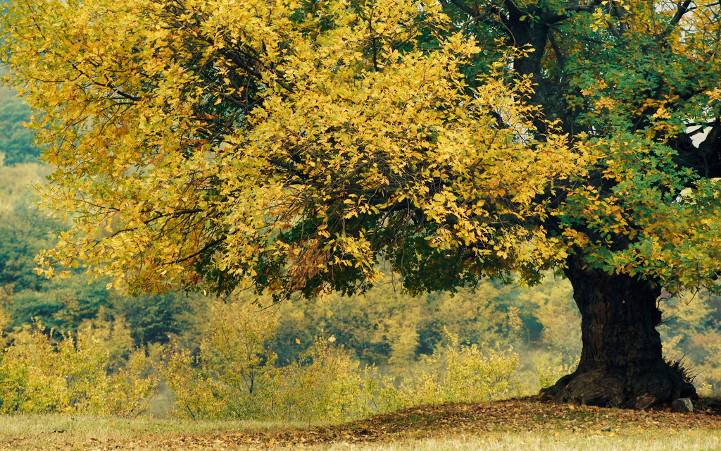 大树榕树秋天树底下落叶背景墙贴纸墙纸高清