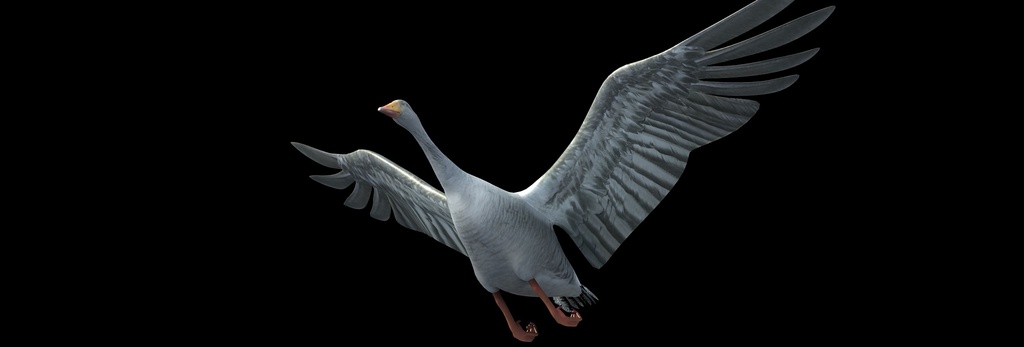 3d天鹅大雁野鸭游泳戏水飞行动画模型