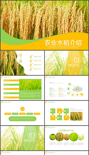 原创农业农产品水稻产品介绍ppt模板版权可商用