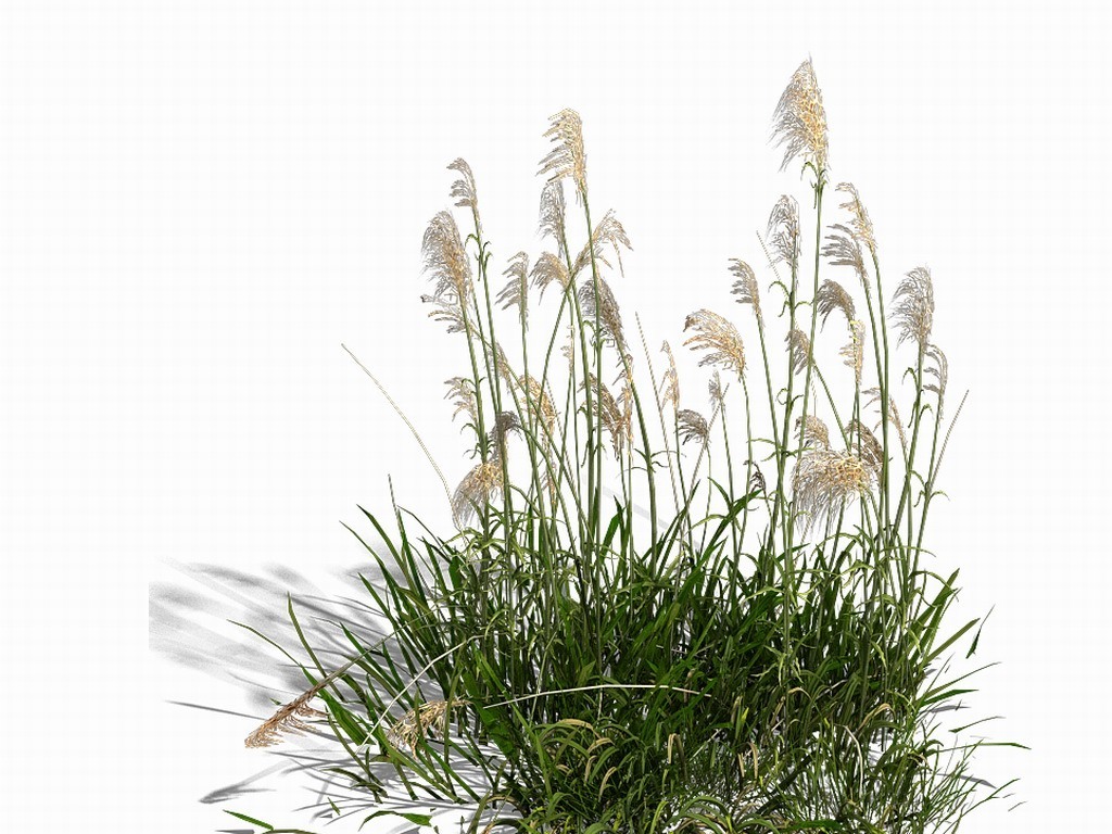 城市规划 > 湖边植物-芦苇02 版权图片 设计师 : 297252025 素材图片