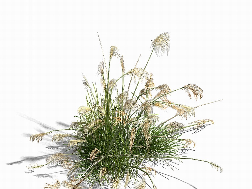 湖边植物-芦苇03