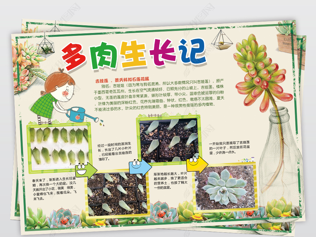 多肉植物生长过程文字图片