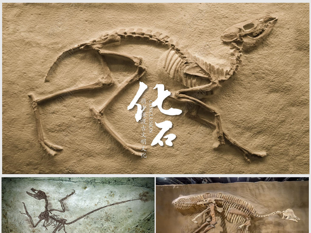 原创恐龙化石博物馆动态ppt模板版权可商用