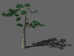 3D松树迎客松针松绿色植物模型