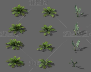 ��������ֲҰ������ɫСֲ��