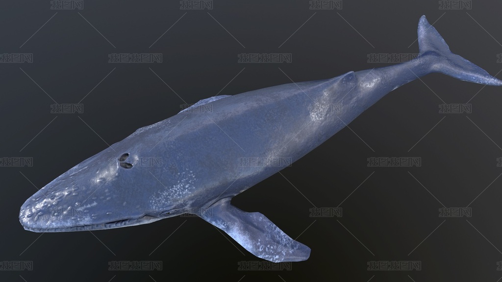 3d蓝鲸鲸鱼海洋生物有骨骼动画模型图片素材模板下载 其他模型 我图网 3d蓝鲸鲸鱼海洋生物有骨骼动画模型图片素材模板下载 其他模型 我图网