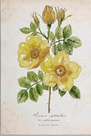 北欧无框画客厅装饰壁画简约水彩植物花卉