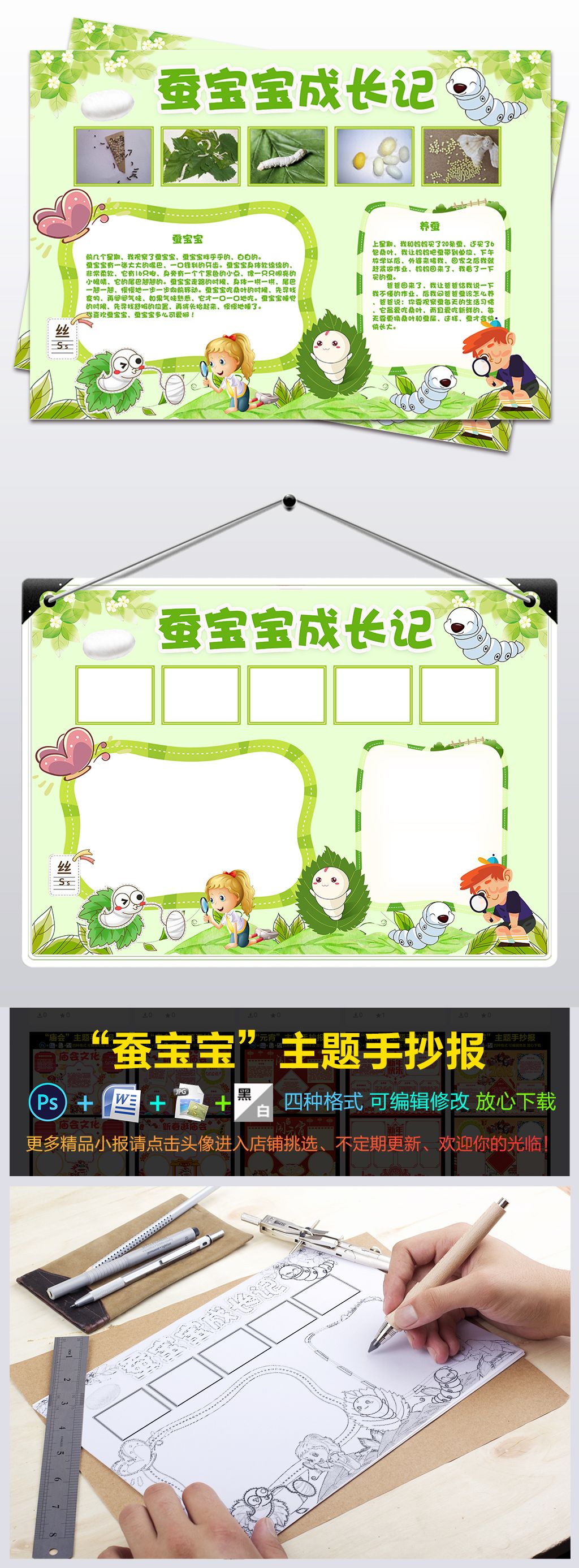 养蚕小报蚕宝宝成长记手抄报观察日记小报
