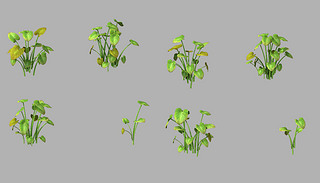 3D绿色植物万年青芋头叶子芋艿叶卵状心型