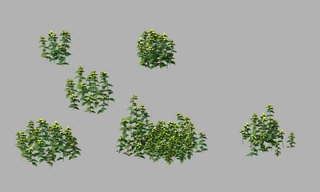 3D��ɫֲ�ﱡ��������ҹϢ��ĸ�ӹǲ�Ұ��