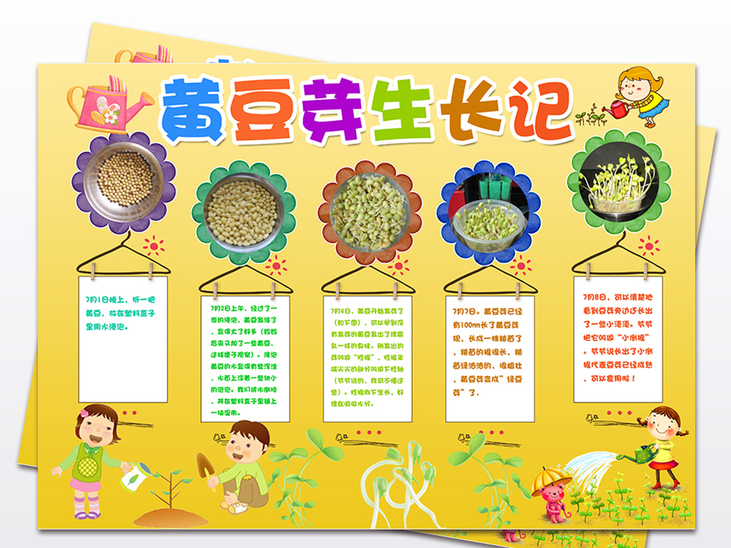 黄豆芽生长过程日记小报植物观察日记手抄报