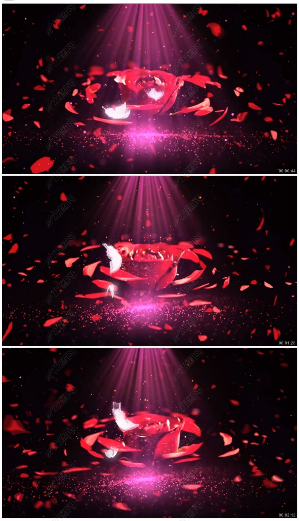 唯美花瓣蝴蝶红玫瑰舞蹈婚礼视频背景