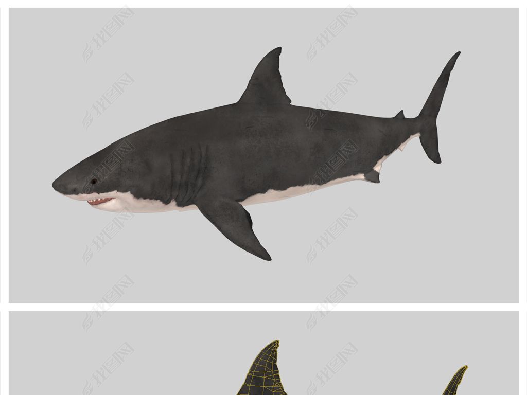 大白鲨3D游戏模型(带骨骼动画)