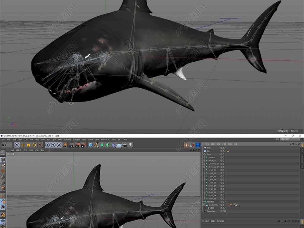 C4D鲨鱼绑定骨骼可直接作动画