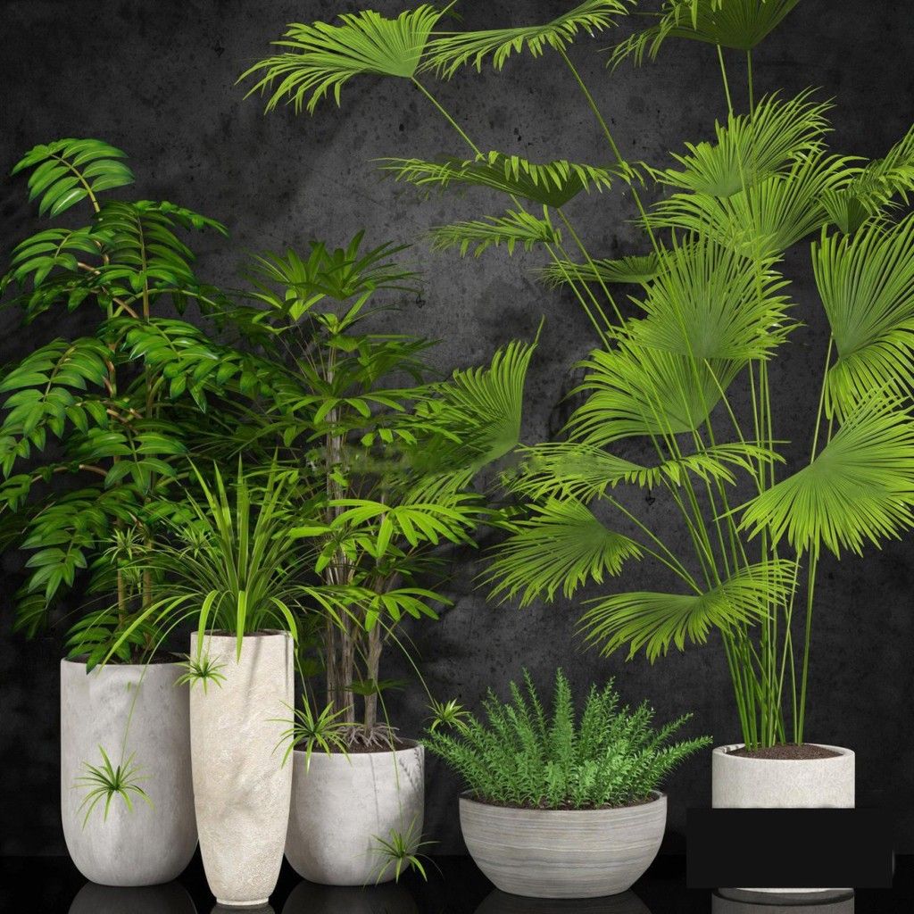 温热带植物盆栽组合绿植盆栽花卉绿植景观