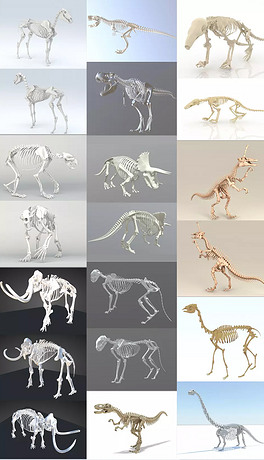 动物骨架3d模型棕熊3d模型多边形动物d模型狗熊3d游戏模型(带骨骼动画