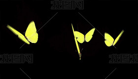 4K飞舞的黄色蝴蝶