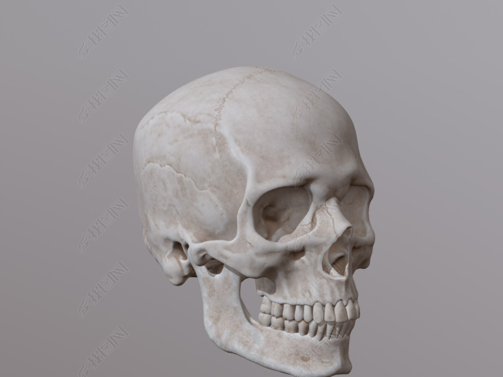 骷髅头3d模型