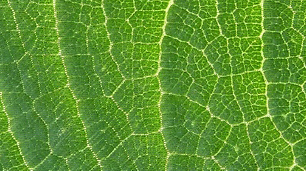 绿色叶子长方形地垫