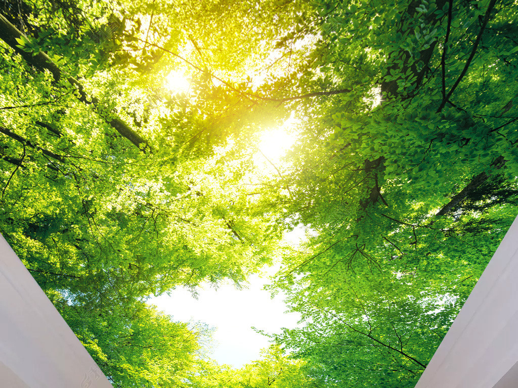 高清绿色森林大树的天空天顶画