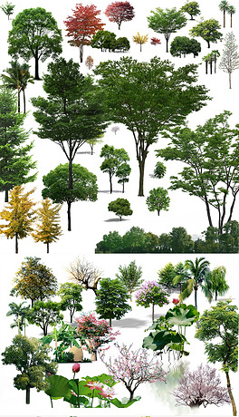 乔木类立面景观树psd效果图素材