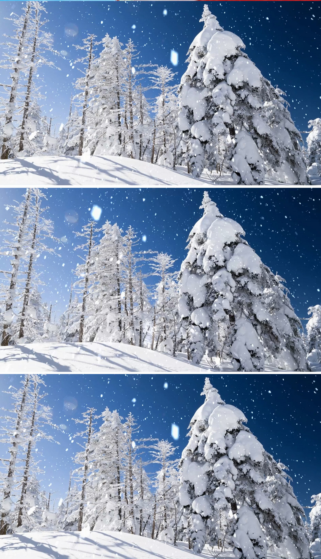 唯美动态下雪视频雪地松树led动态视频素材