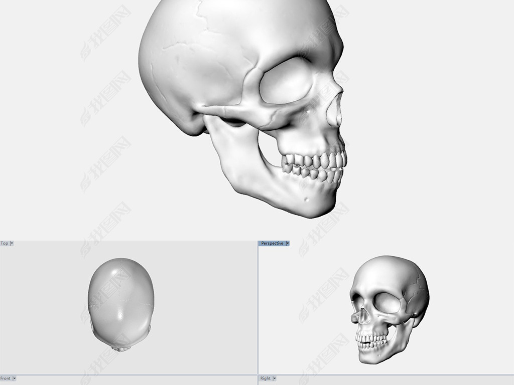 医学骷髅头颅3D模型下载obj+stp+3dm