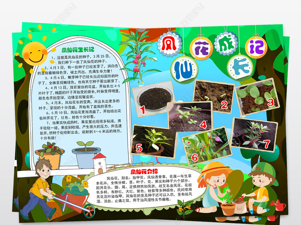 原创凤仙花生长记小报手抄报小报word模板版权可商用