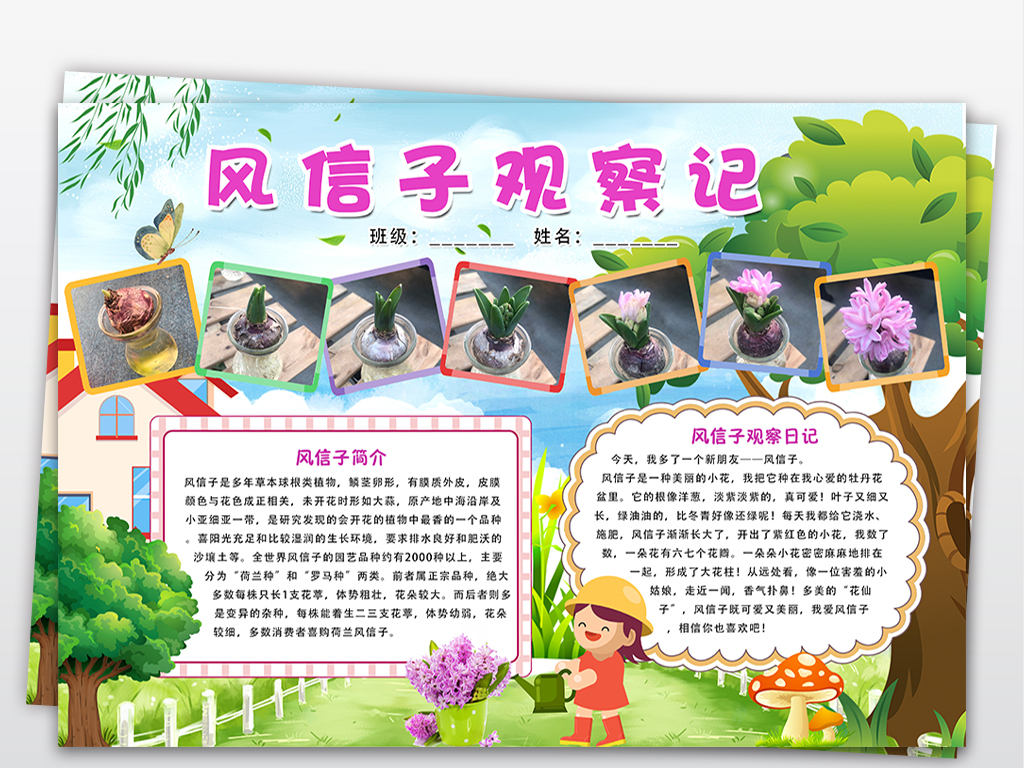风信子观察记生长过程植物小报水果手抄报电子