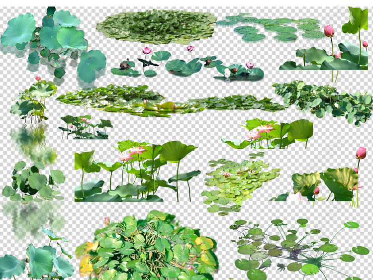 高清荷花荷叶分层PSD素材库
