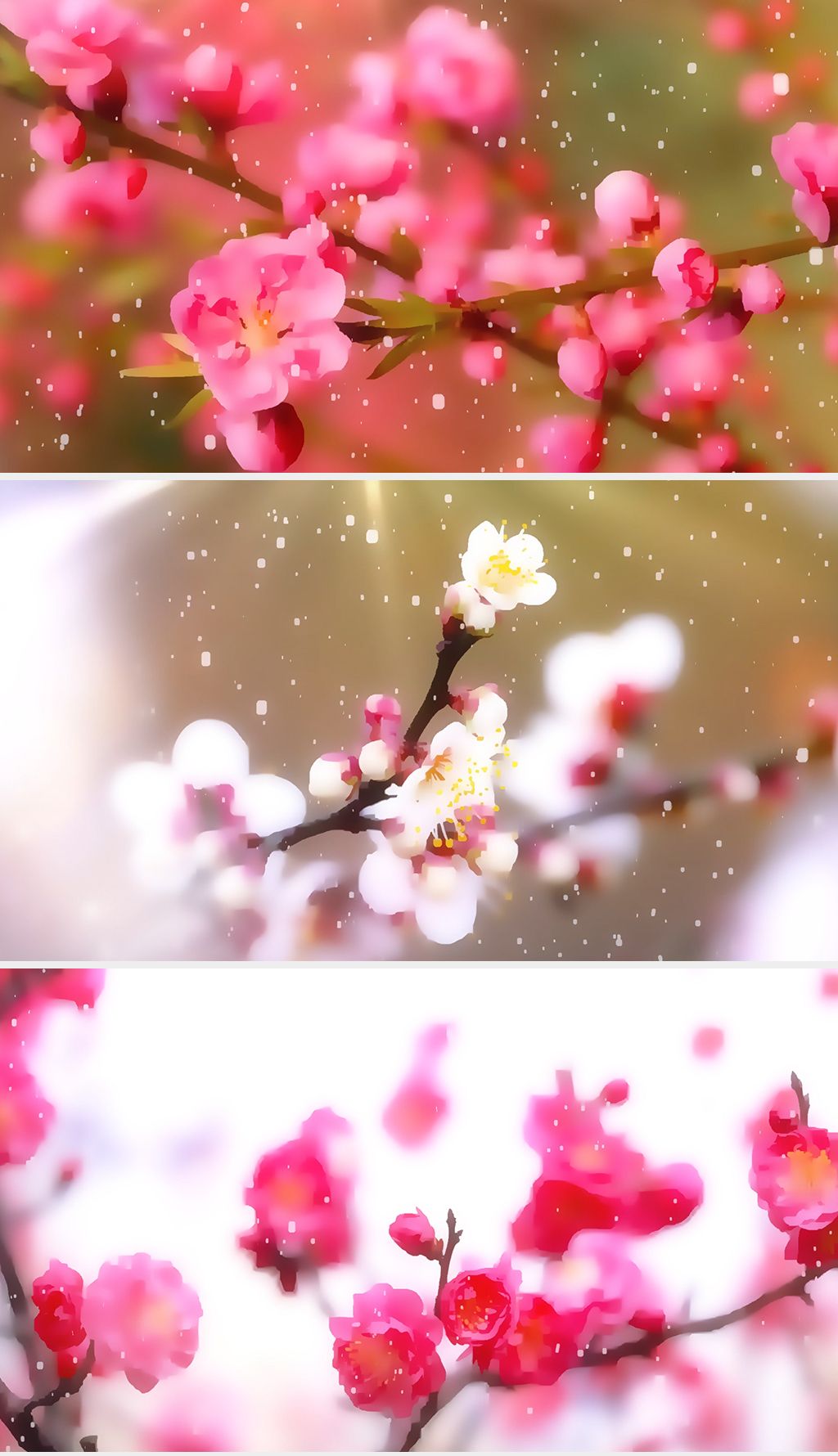 水彩红梅赞梅花寒梅一剪梅led大屏幕视频素材