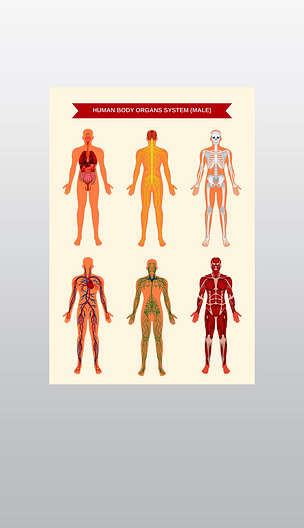 男性身体内部器官循环神经和骨骼系统解剖生矢量图