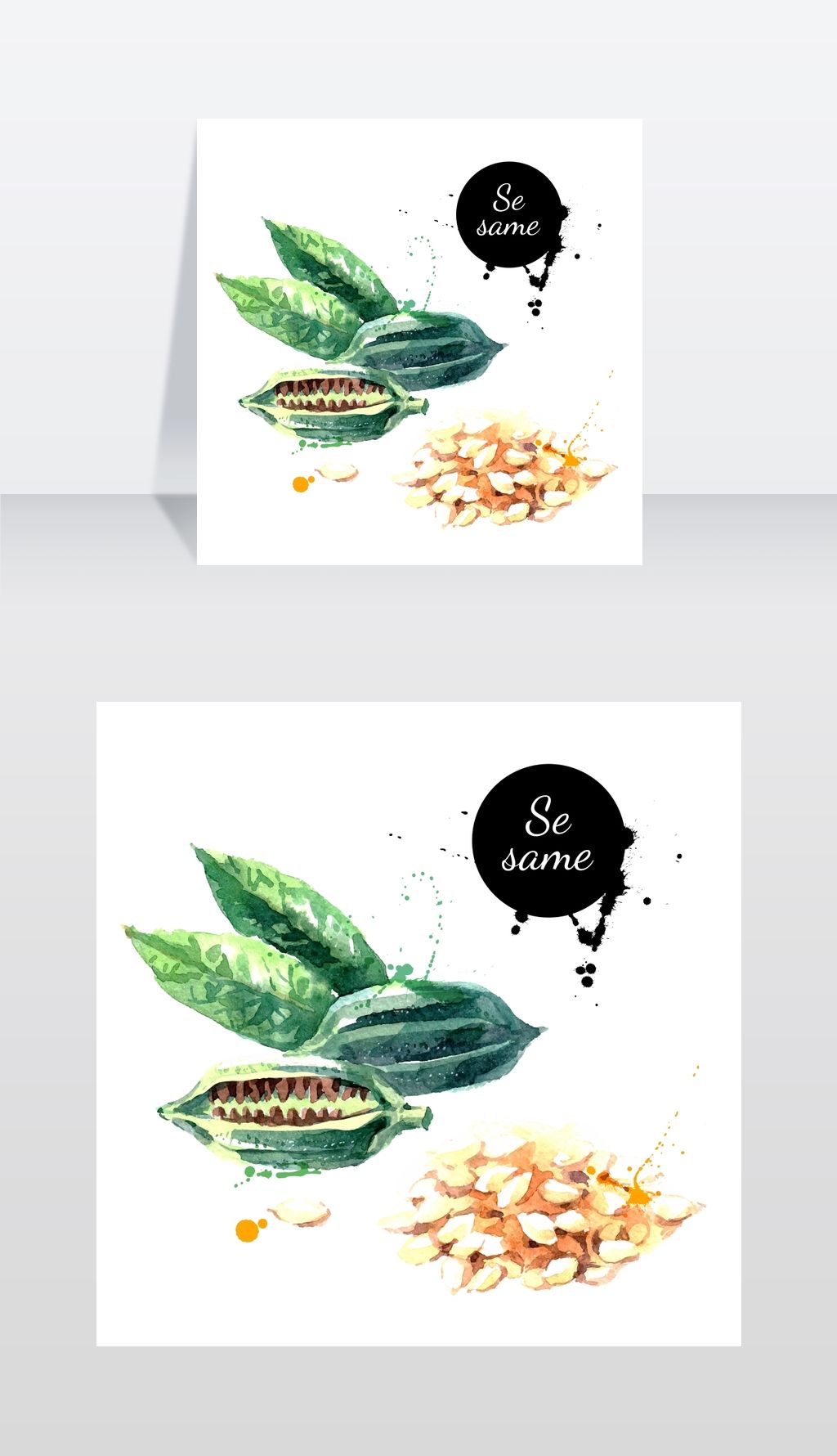 水彩手绘芝麻孤立的生态天然食品草药和种子载体插图白色背景